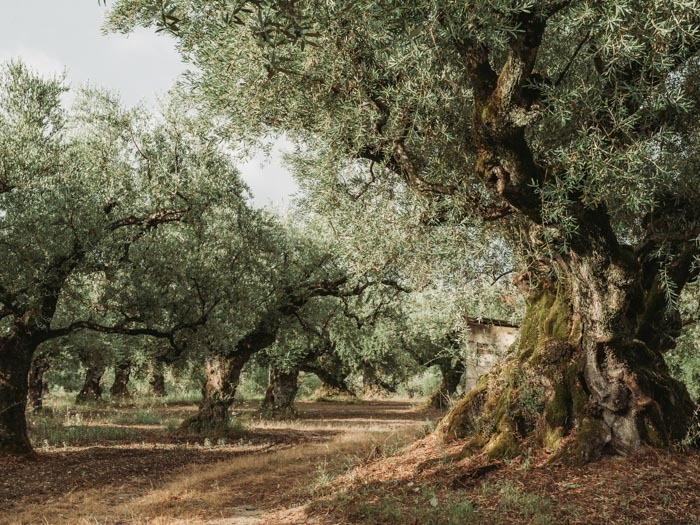 Aceitunas Manzanilla Gourmet, Romanico