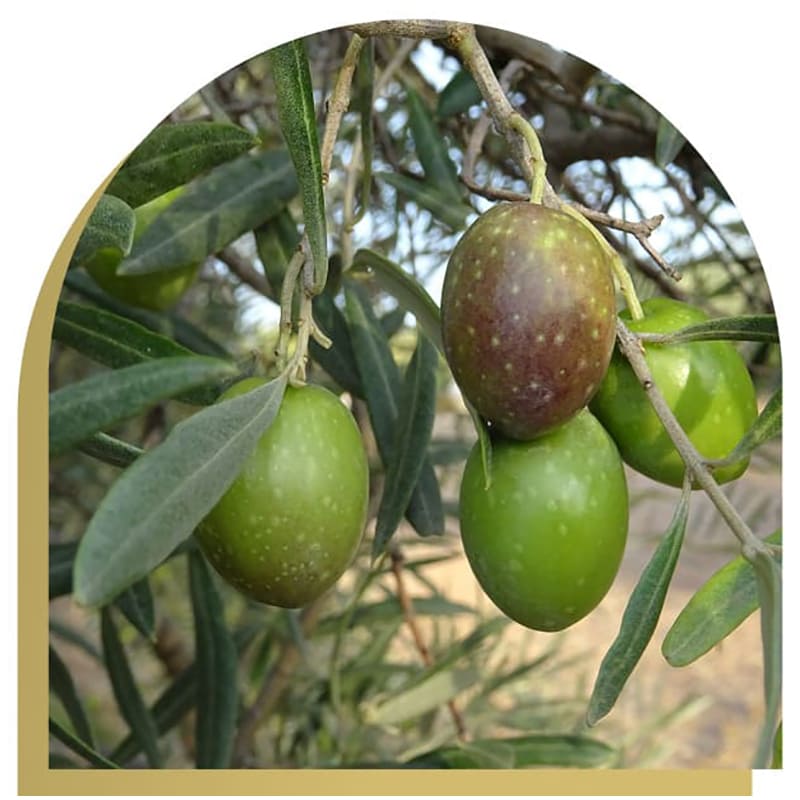 Aceite de Oliva Virgen Extra, hojiblanca ecológico en lata, Oleum Alcazaba