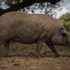 Ibéricos y Jamón de Bellota etiqueta negra: no hay nada mejor