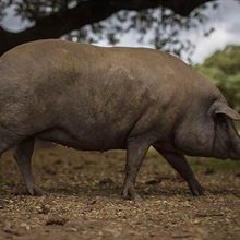 Produits ibériques et jambon de bellota à étiquette noire : il n’y a rien de mieux.