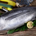 El bonito del norte: el pescado gourmet del cantábrico
