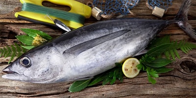 Bonito del Norte: the Cantabrian Sea's gourmet fish

(Alternative: Albacore (bonito del norte): the Cantabrian Sea's gourmet fish)