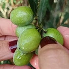 Cosas divertidas sobre el Aceite de Oliva Virgen Extra