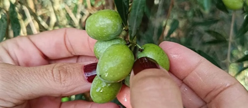 Cosas divertidas sobre el Aceite de Oliva Virgen Extra