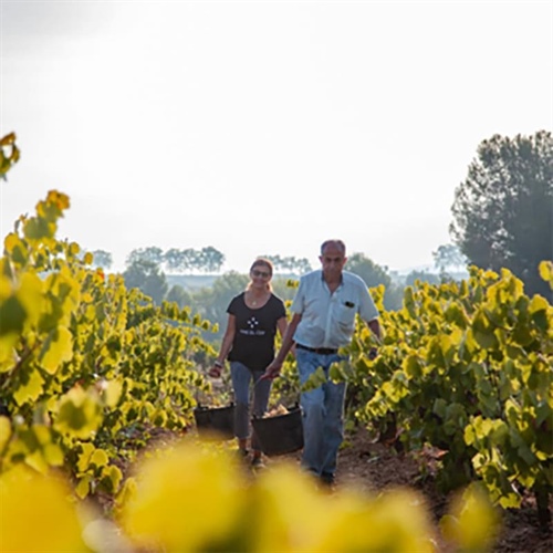 Vins El Cep: Cavas Premium que definen la tradición del Penedés desde 1448
