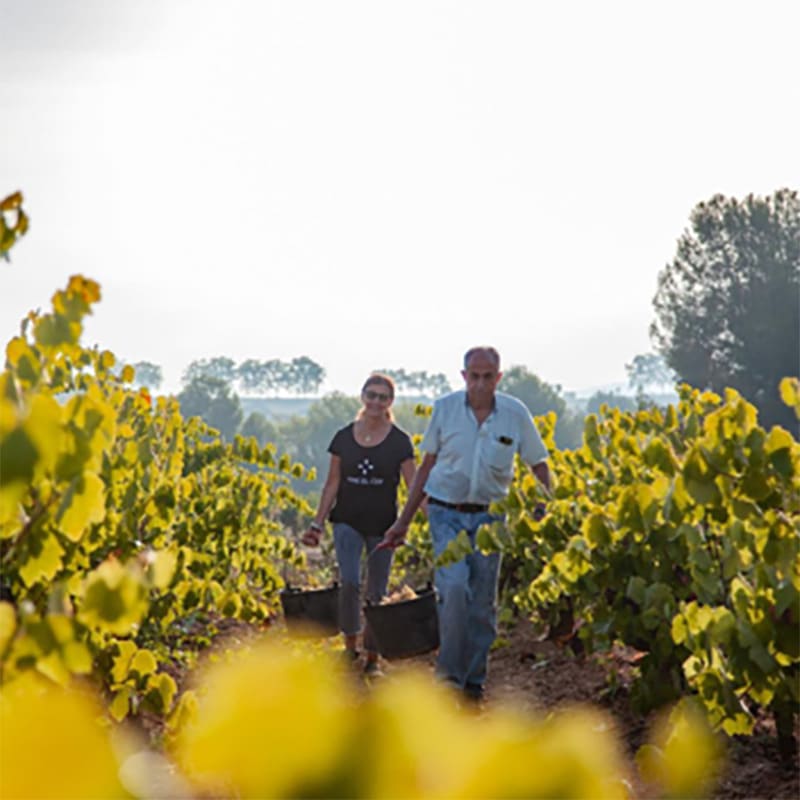 Vins El Cep: Cavas Premium que definen la tradición del Penedés desde 1448