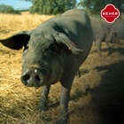 Guijuelo: El rincón donde el jamón ibérico toca el cielo