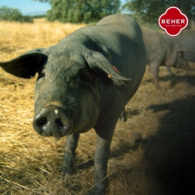 Guijuelo: The spot where Iberian ham touches the sky