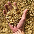 La magia del arroz del Parque Natural de la Albufera: Sivaris, calidad y tradición en cada grano