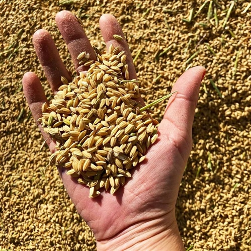 La magia del arroz del Parque Natural de la Albufera: Sivaris, calidad y tradición en cada grano