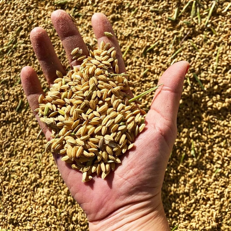 La magia del arroz del Parque Natural de la Albufera: Sivaris, calidad y tradición en cada grano