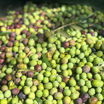 2025 Harvest: The Art of Spanish Extra Virgin Olive Oil at Its Finest