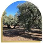 Oleum Alcazaba: el Aceite de Oliva Virgen Extra Ecológico Premium del Mediterráneo que Conquista Europa