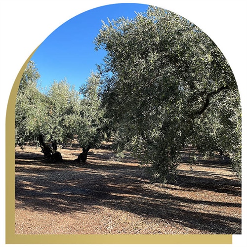 Oleum Alcazaba: el Aceite de Oliva Virgen Extra Ecológico Premium del Mediterráneo que Conquista Europa