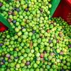 La aceituna Arbequina: un patrimonio de Cataluña para el mundo