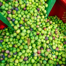 L'olive Arbequina : un patrimoine de Catalogne pour le monde