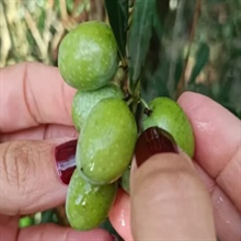 L'olive Sikitita : la nouvelle perle d'Andalousie qui conquiert le monde