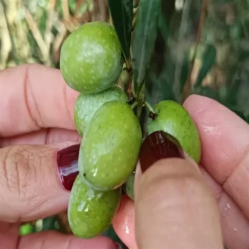 La aceituna Sikitita: la nueva joya de Andalucía que conquista el mundo