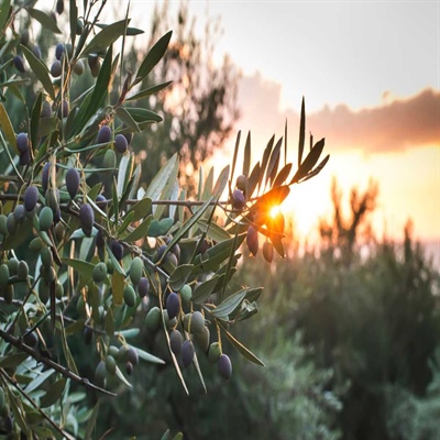 Cosecha temprana: cuando el aceite de oliva se convierte en una obra de autor