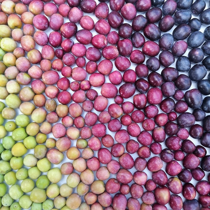 276 variedades de aceituna española: el origen del mejor AOVE del mundo