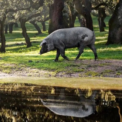 Desde las dehesas y olivares de España a tu mesa