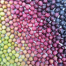 Huile d'olive Picual ou Arbequina : laquelle choisir ?