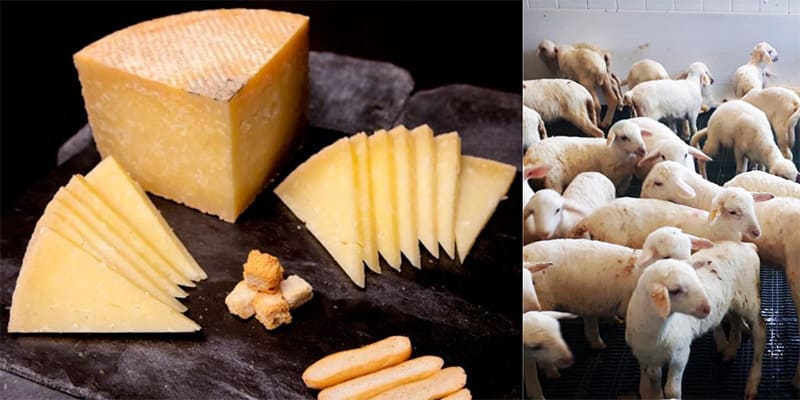 Fromage de chèvre ou de brebis ?